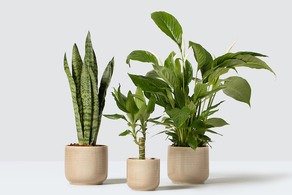 Mindful Chef x Patch Plants
