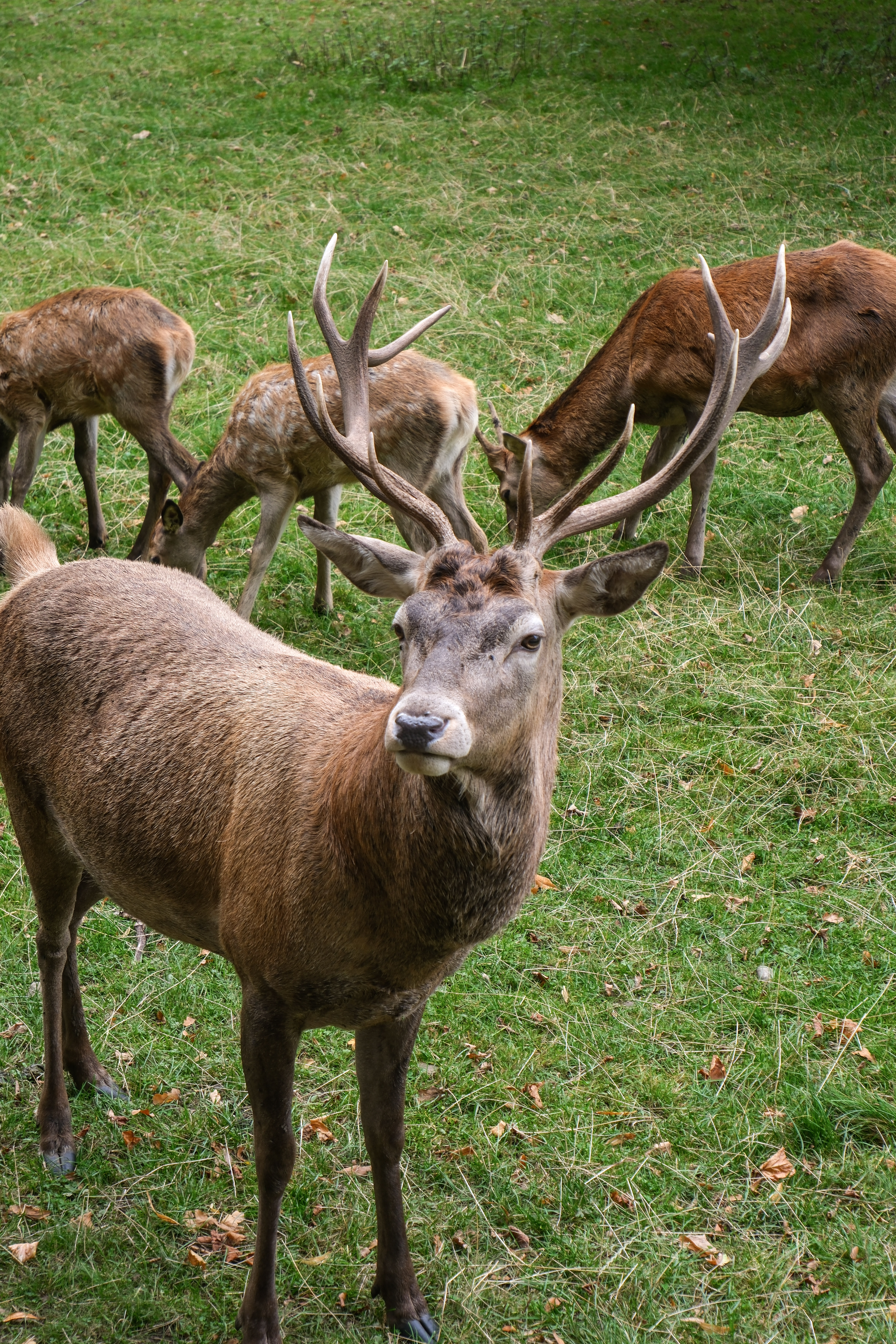 DSCF1445.jpg